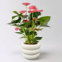Kölles Beste Flamingoblume 'Pink Champion', pink, Topf-Ø 14 cm, im Übertopf Byron