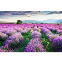 Papermoon Fototapete "Lavende Garten", bunt, B:3,5m L:2,6m, Vlies, Tapeten, Fototapete