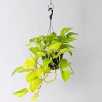 Pflanzen-Kölle Efeutute 'Golden Pothos' in Blumenampel, Topf-Ø 15 cm
