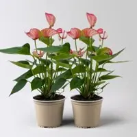 Pflanzen-Kölle Flamingoblume 'Livium Red', rot-weiß, Topf-Ø 12 cm, Höhe ca. 40 cm, 2 Pflanzen