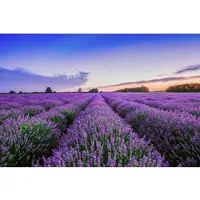 A.S. Création Vliestapete "Lavendel Sonnenuntergang Violett Blau Fototapete" matt glatt