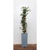 Pflanzen für Dich Hedera Helix Eva Efeu Grün-Gelb 40–60 cm
