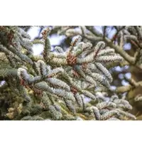 Pflanzen für Dich Abies Koreana Koreanische Tanne 125–150 cm