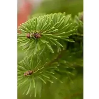 Pflanzen für Dich Abies Fraseri Fraser-Tanne 125–150 cm