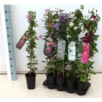 Pflanzen für Dich Clematis integrifolia 'Arabella', Stauden-Waldrebe, blauviolett, 60–100 cm