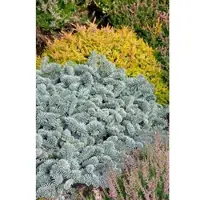 Pflanzen für Dich Abies Koreana Blaue Hexe Koreanische Tanne Kompakt 30–40 cm