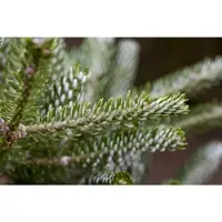 Pflanzen für Dich Abies Koreana Silberlocke Tanne Silberne Nadeln 25–30 cm