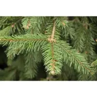 Pflanzen für Dich Picea Abies Acrocona Fichte 125–150 cm