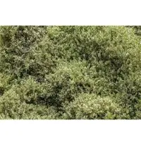 Pflanzen für Dich Buxus Sempervirens Elegantissima Buchsbaum Grün-Weiß 110–120 cm