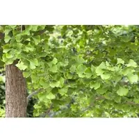 Pflanzen für Dich Ginkgo Biloba Fächerblattbaum 60–80 cm