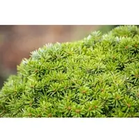Pflanzen für Dich Abies Koreana Kristallkugel Koreanische Tanne 50 cm Stammhöhe