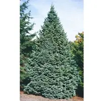 Pflanzen für Dich Abies Lasiocarpa Compacta Zwerg-Tanne 125–150 cm