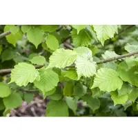 Pflanzen für Dich Corylus Avellana Haselnuss 150–200 cm Robust Und Pflegeleicht