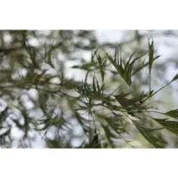 Pflanzen für Dich Alnus Glutinosa Imperialis Schwarzerle 180 cm Stammhöhe