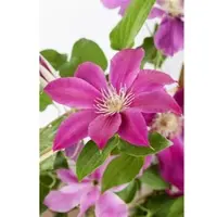Pflanzen für Dich Clematis Hybrid 'Comtesse de Bouchaud', rosa Blüten, 60–100 cm