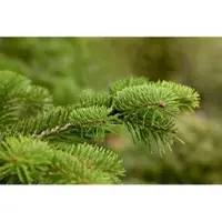 Pflanzen für Dich Abies Nordmanniana Nordmanntanne 60–80 cm