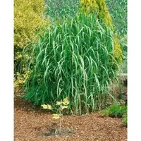 Pflanzen für Dich Riesen-Chinaschilf Aksel Olsen, im Topf - Miscanthus giganteus