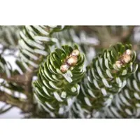 Pflanzen für Dich Abies Koreana Silver Star Koreatanne Silberne Nadeln 20–25 cm