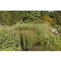 Pflanzen für Dich Panicum Virgatum Cloud Nine Rutenhirse Blaugrün 3-5 Liter Container