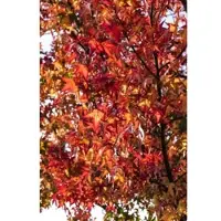 Pflanzen für Dich Liquidambar Styraciflua Worplesdon Amberbaum 175–200 cm