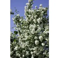 Pflanzen für Dich Philadelphus Virginal Duftjasmin Weiß 175–200 cm