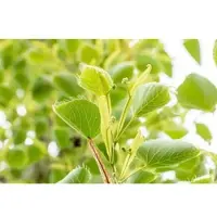 Pflanzen für Dich Tilia Henryana Henrys Linde 125 cm Stammhöhe