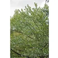 Pflanzen für Dich Davidia Involucrata Vilmoriniana Taschentuchbaum 175–200 cm