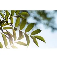 Pflanzen für Dich Sorbus Serotina Eberesche 150–200 cm