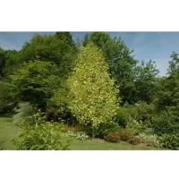 Pflanzen für Dich Liriodendron Tulipifera Aureomarginatum Tulpenbaum Gelb-Grün 150–175 cm
