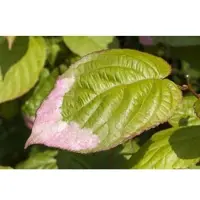 Pflanzen für Dich Actinidia Kolomikta Kiwi 40–60 cm Dekoratives Laub