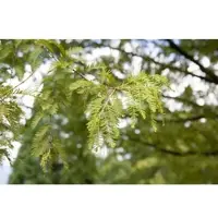 Pflanzen für Dich Metasequoia Glyptostroboides Urweltmammutbaum 175–200 cm