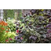 Pflanzen für Dich Corylus Avellana Red Majestic Haselnuss Rotblättrig 125 cm Stammhöhe