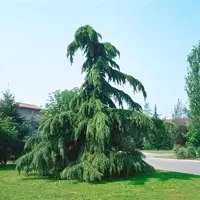Pflanzen für Dich Cedrus Deodara Pendula Himalaya-Zeder Hängend 60–80 cm
