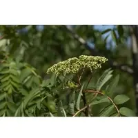 Pflanzen für Dich Sorbus Decora Kanadische Eberesche 125–150 cm