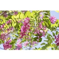 Pflanzen für Dich Robinia Hispida Macrophylla Rosa Robinie 175–200 cm