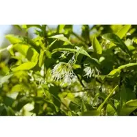 Pflanzen für Dich Chionanthus Virginicus Amerikanischer Schneeflockenstrauch 125–150 cm
