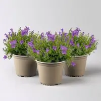 Pflanzen-Kölle Campanula 'Ambella Purple', lila, Topf-Ø 12 cm, 3 Pflanzen