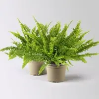 Pflanzen-Kölle Schwertfarn 'Green Lady', Topf-Ø 17 cm, Höhe ca. 35-45 cm, 2 Pflanzen