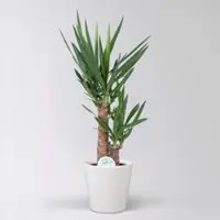 Pflanzen-Kölle Palmlilie in Topf Dallas, Topf-Ø 17 cm, Höhe ca. 60-80 cm