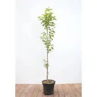 Pflanzen für Dich Diospyros kaki 'Vaniglia', Kaki Kakipflaume, 125–150 cm