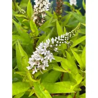 Brandless 6 x Lysimachia Clethroides - Schnee Felberich - Topf 9 x 9 cm