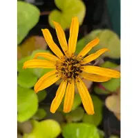 Brandless 6 x Ligularia dent. 'Othello' - Brauner Gilbweiderich - Topf 9 x 9 cm