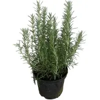 Brandless Rosmarinus officinalis - Rosmarin 25-30 cm - Topf