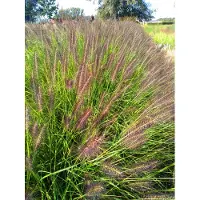 Brandless 6 x Pennisetum alop. 'Black Beauty' - Lampenputzergras - topf 9 x 9 cm