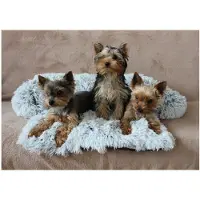 Merco Petsofa Hundebett hellgrau, XS