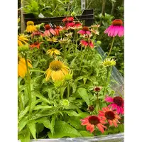 Brandless 6 x Echinacea purpurea 'Cheyenne Spirit' - Sonnenhut - Topf 9 x 9 cm