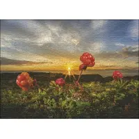 Sonstige Verlage Cloudberries Puzzle 1000 Teile