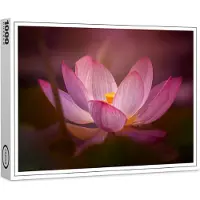 Raxxa Premium-Puzzle "Wasserrose", 1000 Teile