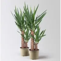 Pflanzen-Kölle Palmlilie, 2er-Tuff, Topf-Ø 17 cm, Höhe ca. 65 cm, 2 Pflanzen