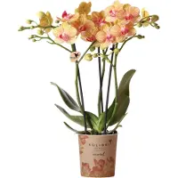 Kolibri Orchids | orange Phalaenopsis Orchidee Topfgröße Ø9cm | Jamaica | blühende Zimmerpflanze - frisch vom Züchter